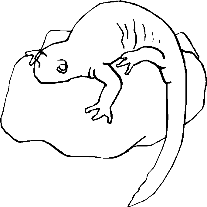 immagine iguana da colorare