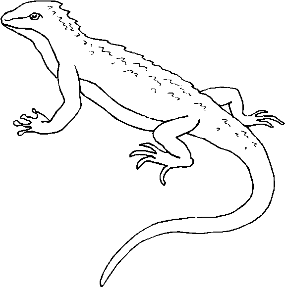 immagine iguana da colorare