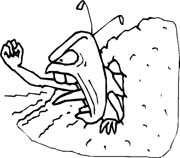 immagine insetti da colorare