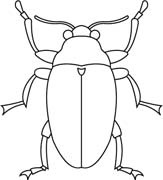 immagine insetti da colorare