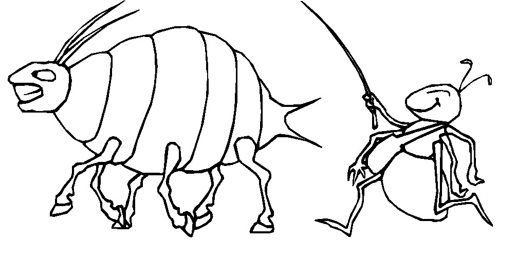 immagine insetti da colorare