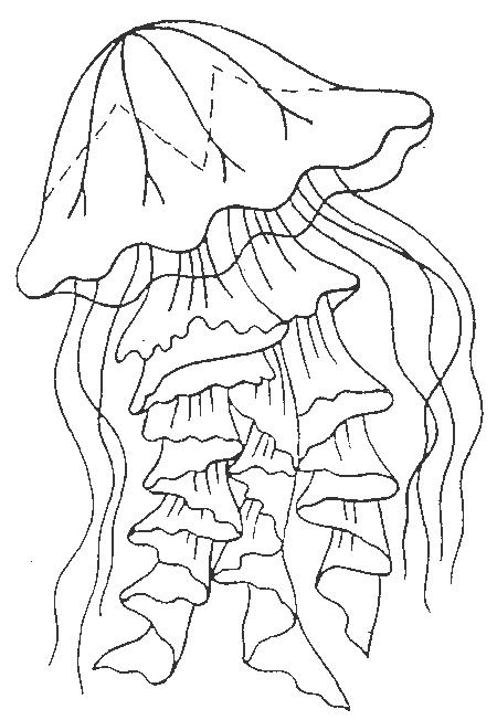 immagine meduse da colorare