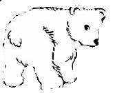 immagine orsi da colorare