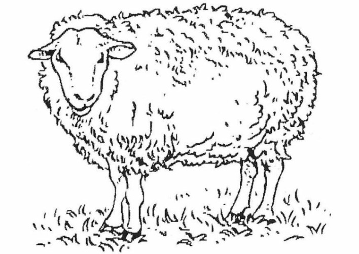 immagine pecorelle da colorare