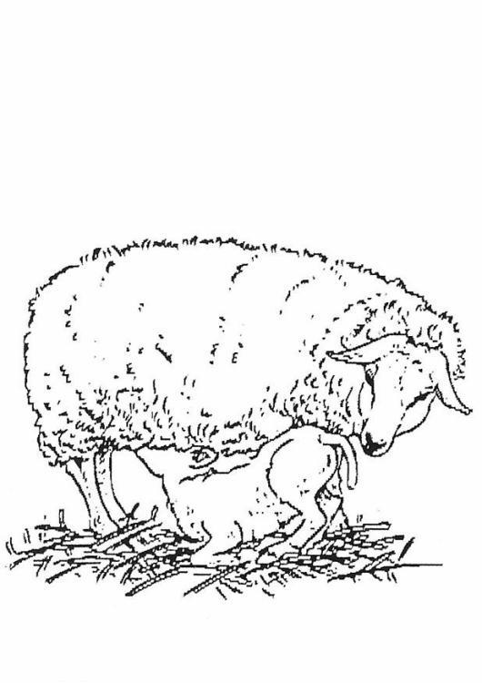 immagine pecorelle da colorare