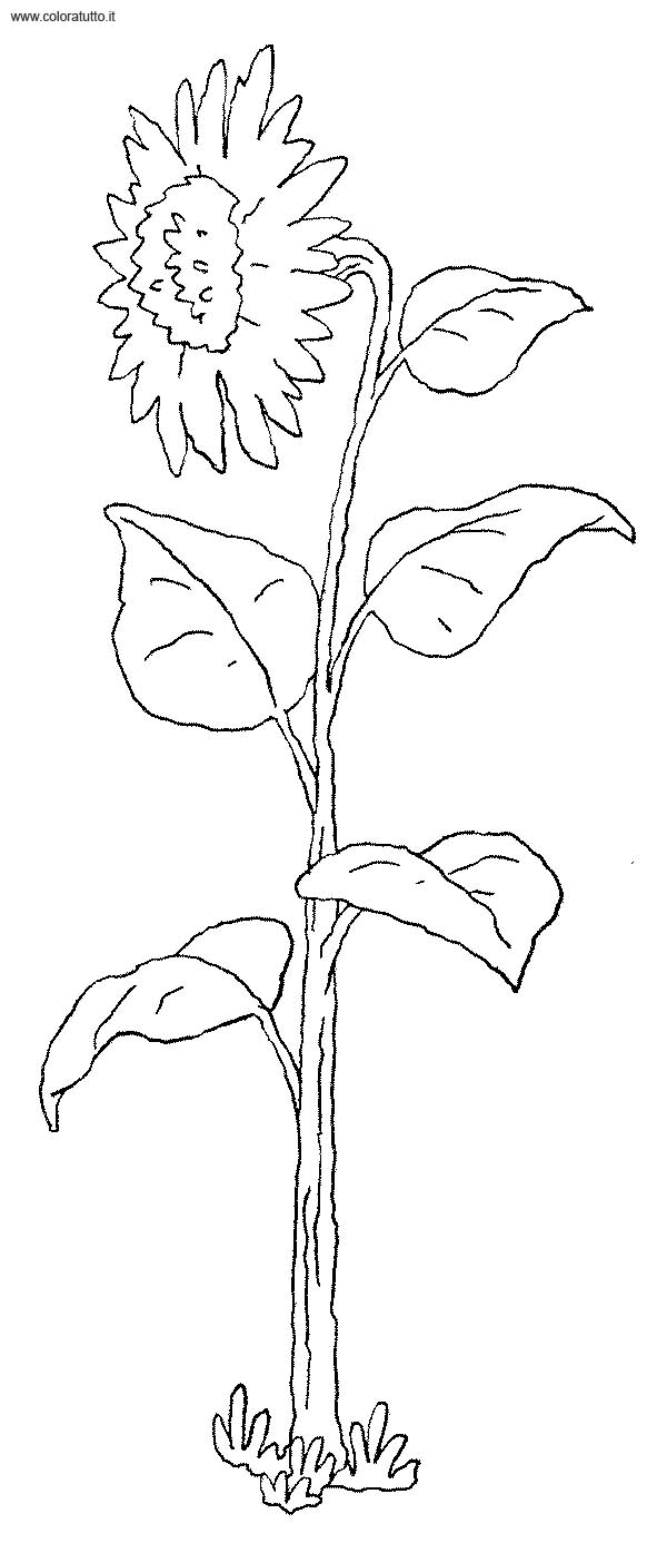 immagine primavera da colorare