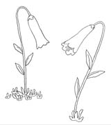 immagine primavera da colorare