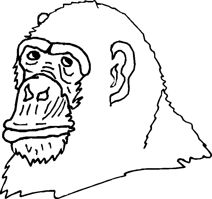 immagine scimmie da colorare