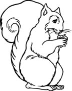 immagine scoiattolo da colorare
