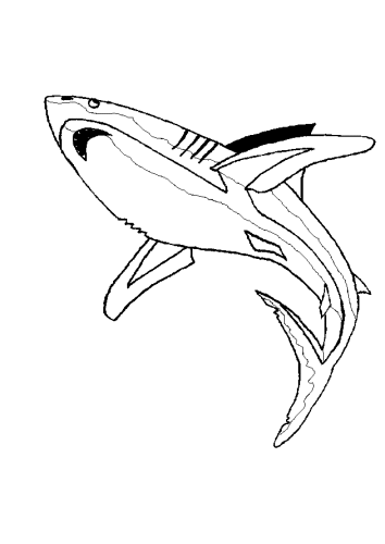 immagine squalo da colorare