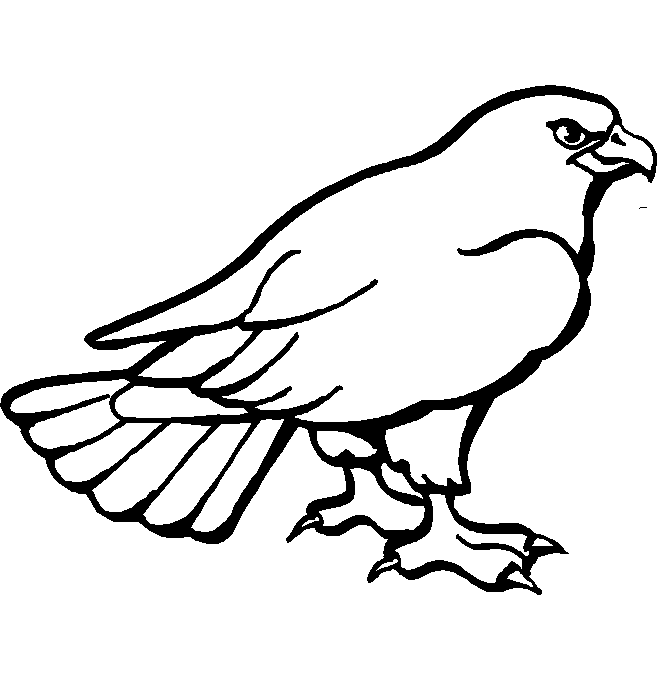 immagine uccelli da colorare