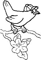 immagine uccelli da colorare