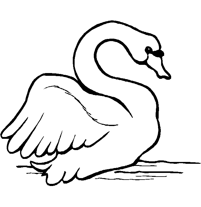 immagine uccelli da colorare