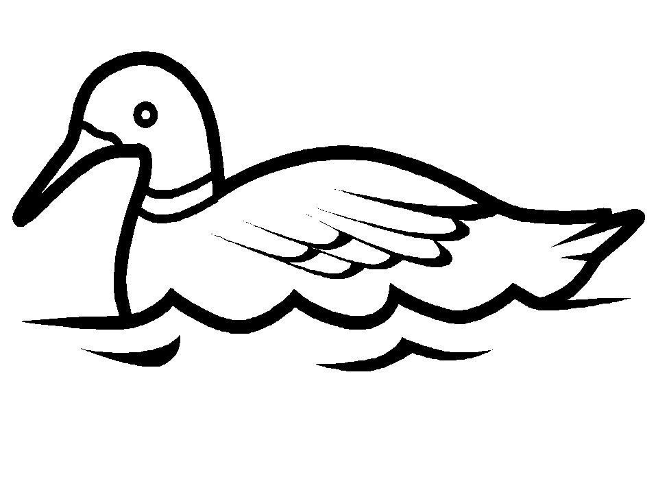 immagine uccelli da colorare