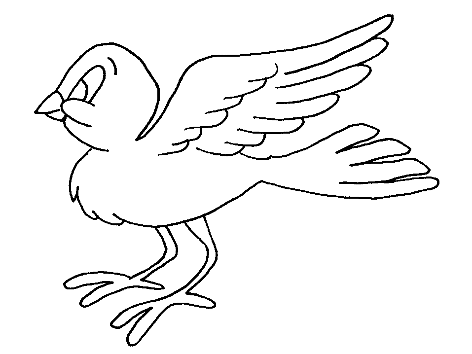 immagine uccelli da colorare