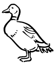 immagine uccelli da colorare